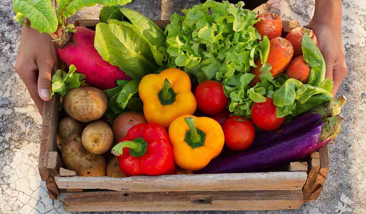 Growth in Vegetable Farming Business